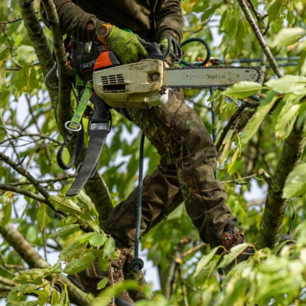 Real Tree Thumbnail